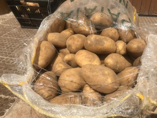 Las lluvias frenan la recogida de 600 hectáreas de patata extratemprana del campo de Cartagena  
