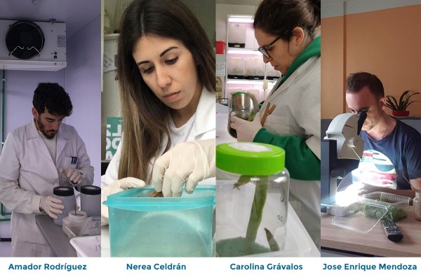 Súper insectos para luchar ante las plagas, que sobreviven en cuarentena cebados por tres becarios