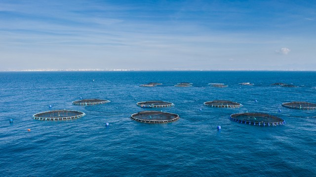 La Comunitat reduce su relevancia en Andromeda tras la fusión y solo produce el 15% de su pescado