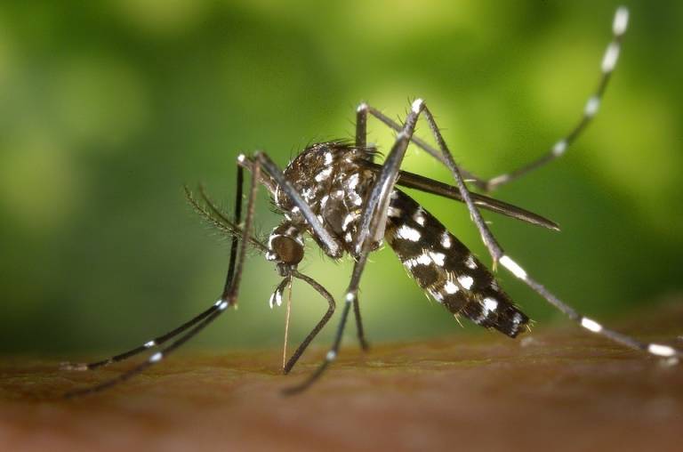 La Diputación aplica tratamientos aéreos antimosquito tigre en las zonas de marjal
