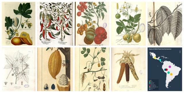 Una exposición virtual muestra las plantas y alimentos americanos que cambiaron la dieta europea

