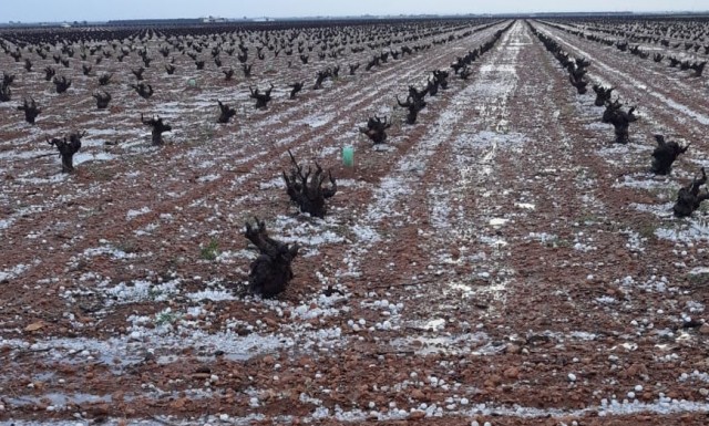 Peras en Jumilla y parrales en Totana, principales afectados por el granizo de este fin de semana