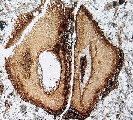 La caoba llegó a coexistir con los dinosaurios