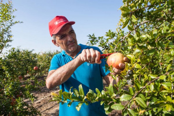 Agricultura destina 24,4 millones al Agroseguro y una subvención adicional a la DO Granada Mollar