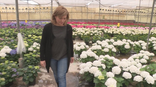 Los viveros perderán el 75% de la producción si no empiezan a vender ya