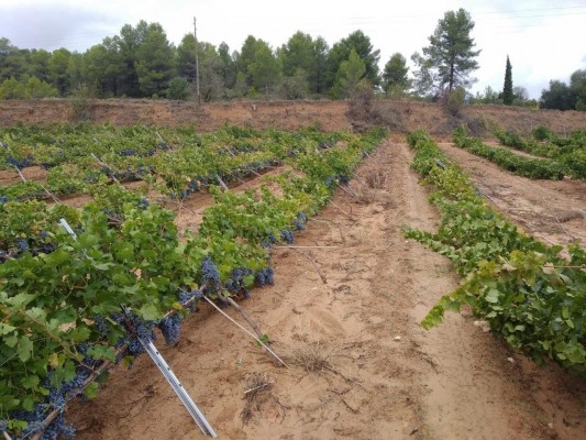 El Consell mantiene la subvención para contratar seguros agrarios con 24,5 millones