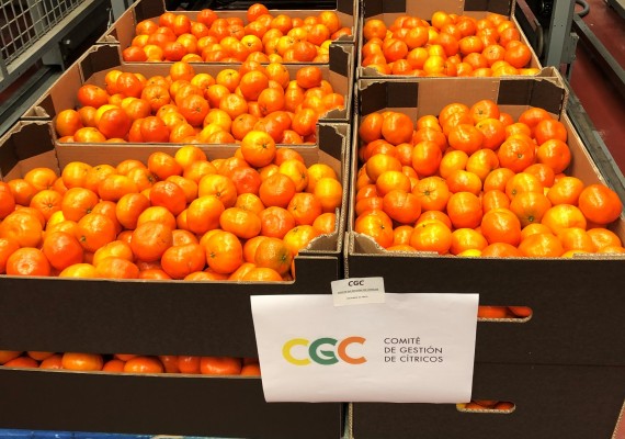 La patronal citrícola dona 40.000 € y 5 toneladas de mandarinas para aliviar la crisis del Covid-19