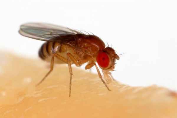 Identifican el mecanismo que determina el tamaño final de los insectos
