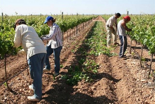 La recogida de frutas y hortalizas en la UE, amenazada por falta mano de obra
