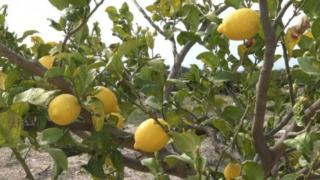 Mercadona llena sus expositores de España y Portugal de limones Verna procedentes de Murcia 