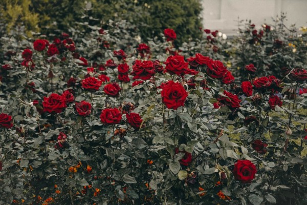 Bitácora de un mundo reinventado (día 8º)