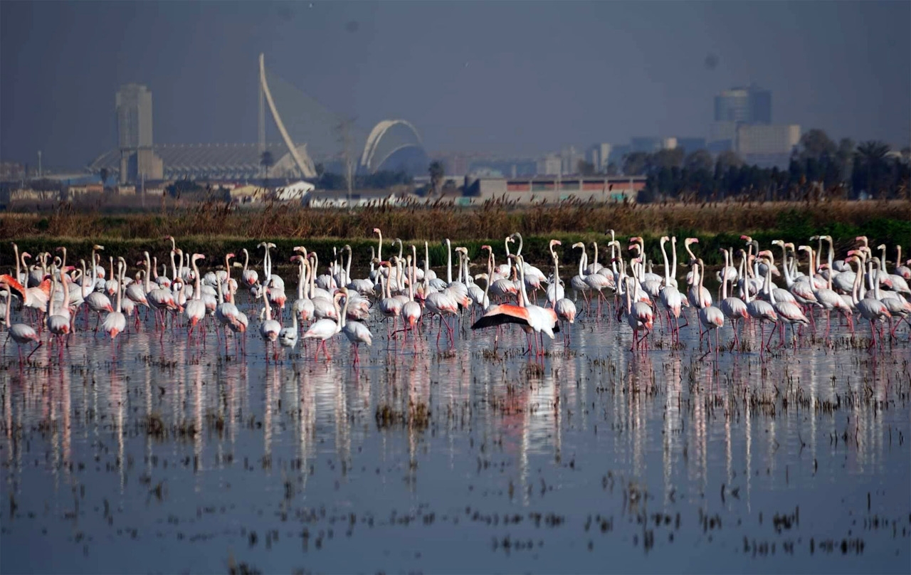 Flamencs en l'Albufera