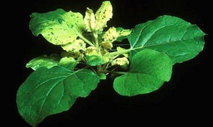 Planta de Nicotiana Benthamiana. Foto: Ministerio de Ciencia - 