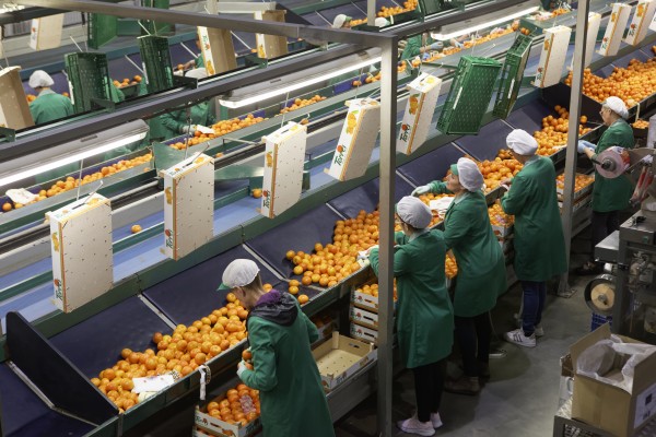 Dualidad en la naranja por el coronavirus: gran demanda y precio... y dificultades para trabajar