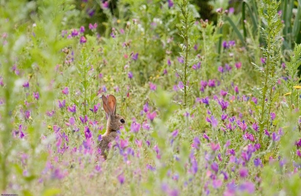 No hay pascua sin conejos: los agricultores sufren de nuevo la proliferación de estos animales
