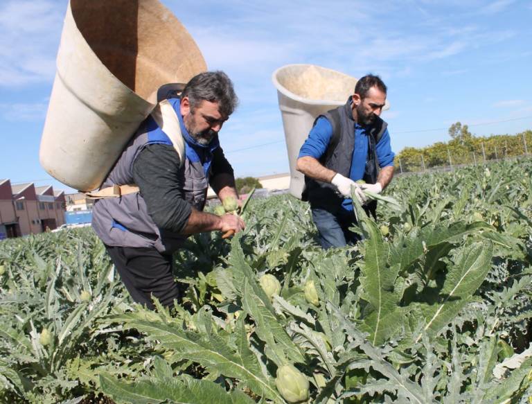 La Unió estima ya unas pérdidas de 65 millones en el campo de la Comunitat por el Covid-19
