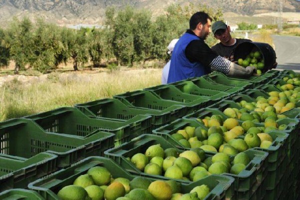 El limón de Murcia no se frena ante la pandemia: crece la demanda internacional