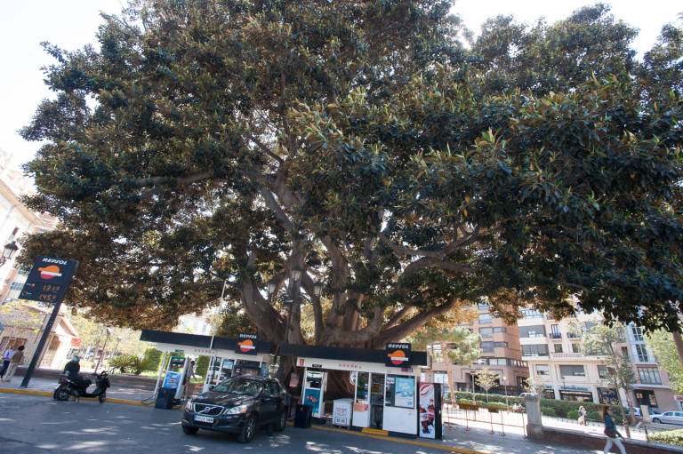   La gasolinera del Parterre, que amenaza al histórico ficus. Foto: KIKE TABERNER - 