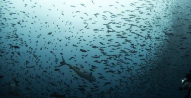 Las especies marinas se aproximan a los polos a medida que el océano se calienta
