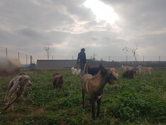 Las protectoras de animales registran un aumento de casas de acogida y adopciones por el Covid-19