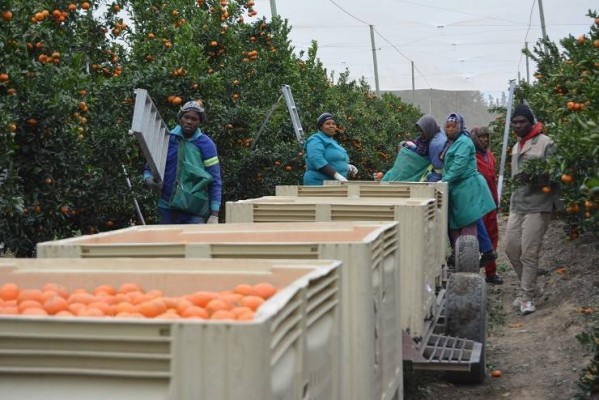 Sudáfrica exportará un 13% más de cítricos este año y crecerá especialmente en mandarinas