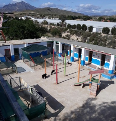 Hotel para mascotas: pensión completa para los animales del personal sanitario y de seguridad