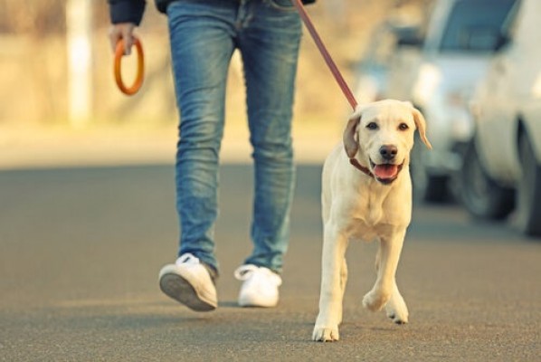 El tiempo de paseo de mascotas no está limitado, pero los dueños no debe interactuar entre sí