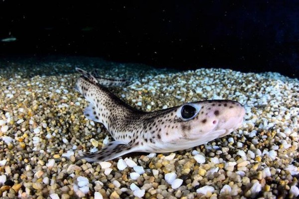 Dos alumnos de Vila-real logran investigar el cambio climático en los embriones de tiburón