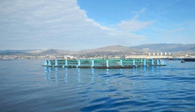 La Vila estudia alegaciones contra la nueva piscifactoría frente a la playa Centro
