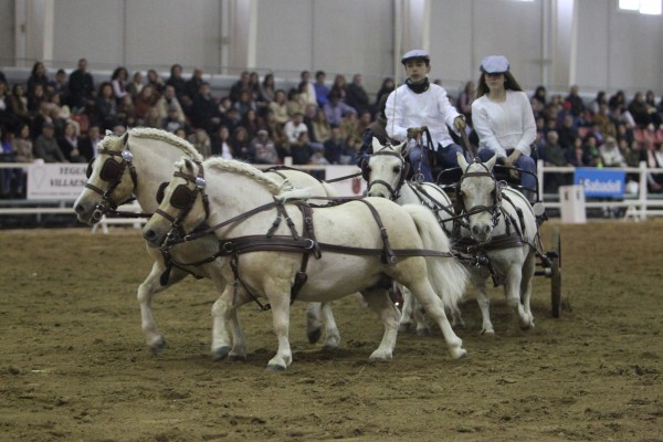 Ifepa suspende la feria internacional de caballos Equimur por el coronavirus