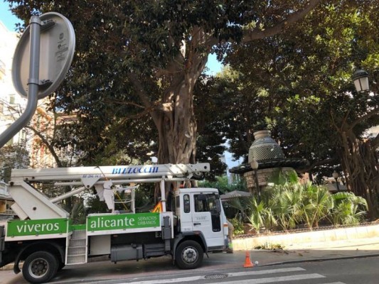 Geamur recurre y deja en manos de Hacienda la pugna por la contrata de zonas verdes de Alicante