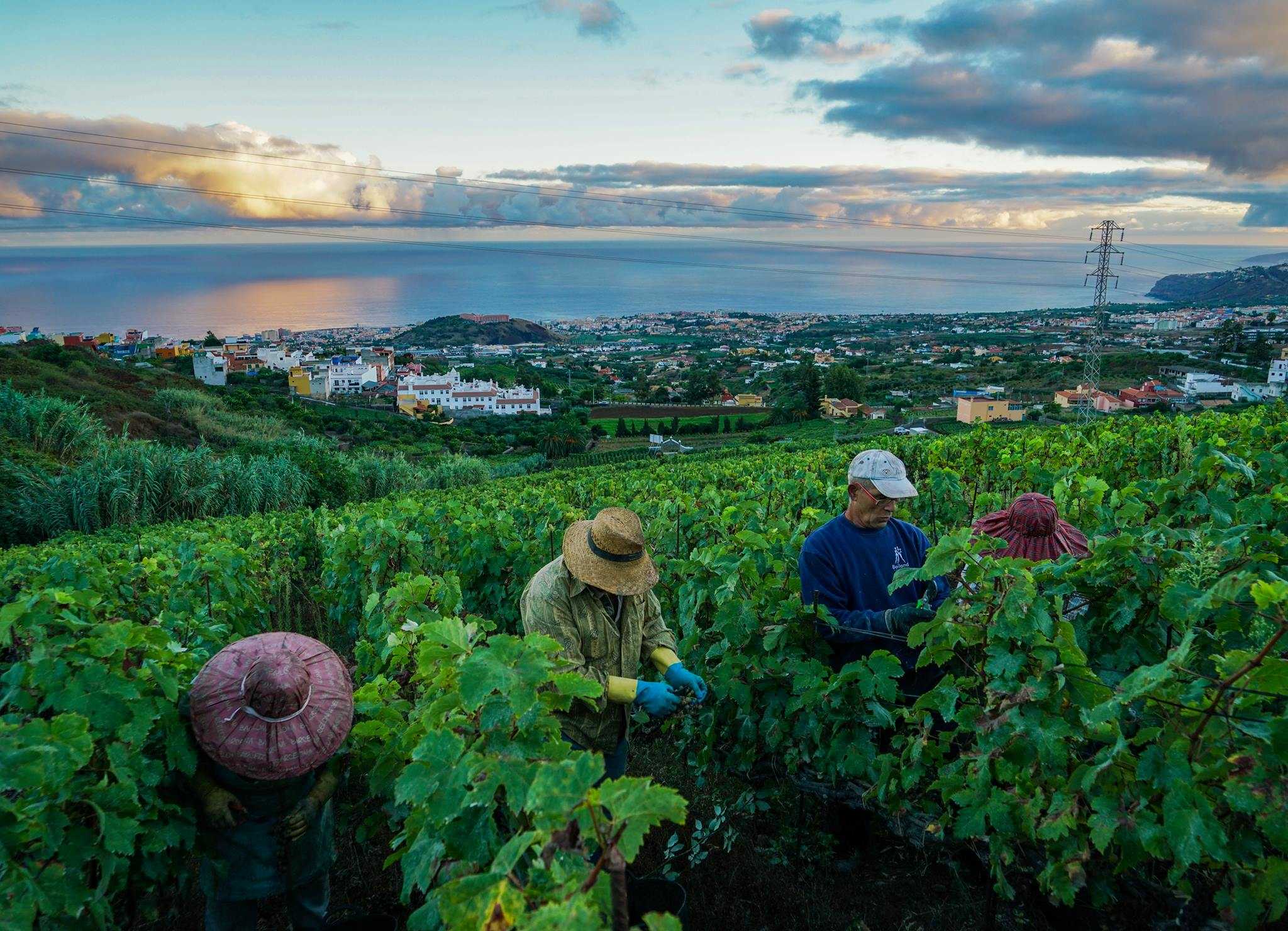 Viñedos Suertes del Marqués (Tenerife) - 