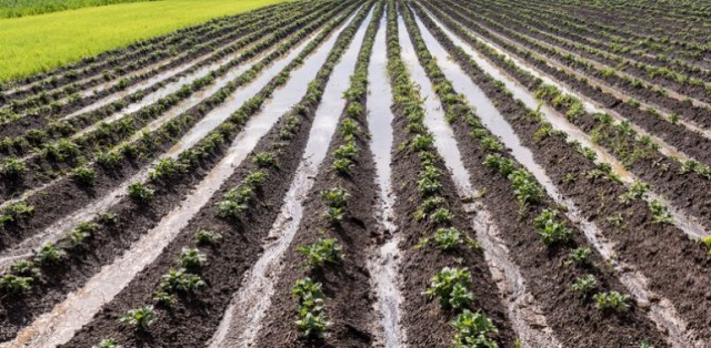 Información Agraria. Semana 10, año 2020