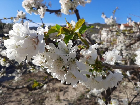Sakura a la muntanya alacantina