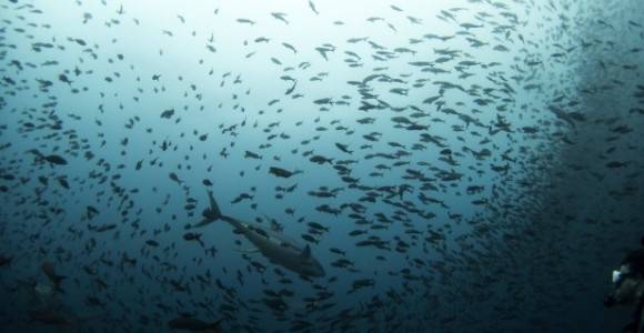 La acidez de los océanos solo dejará vivir a los peces 'chatarra'
