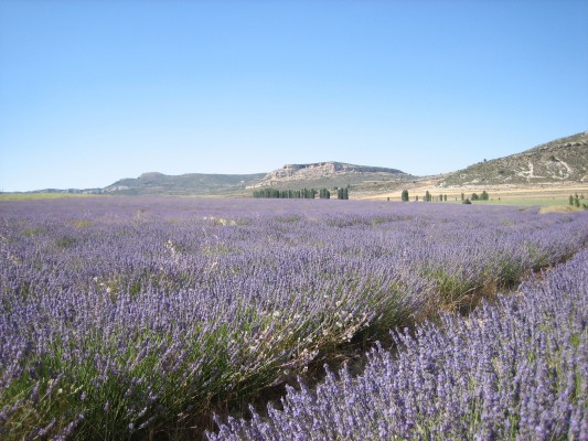 La industria de la alimentación abre sus puertas a las plantas aromáticas cultivadas en la Región 