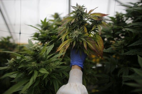 Descubren un potente antibiótico oculto del cannabis, que abre la vía a nuevos fármacos