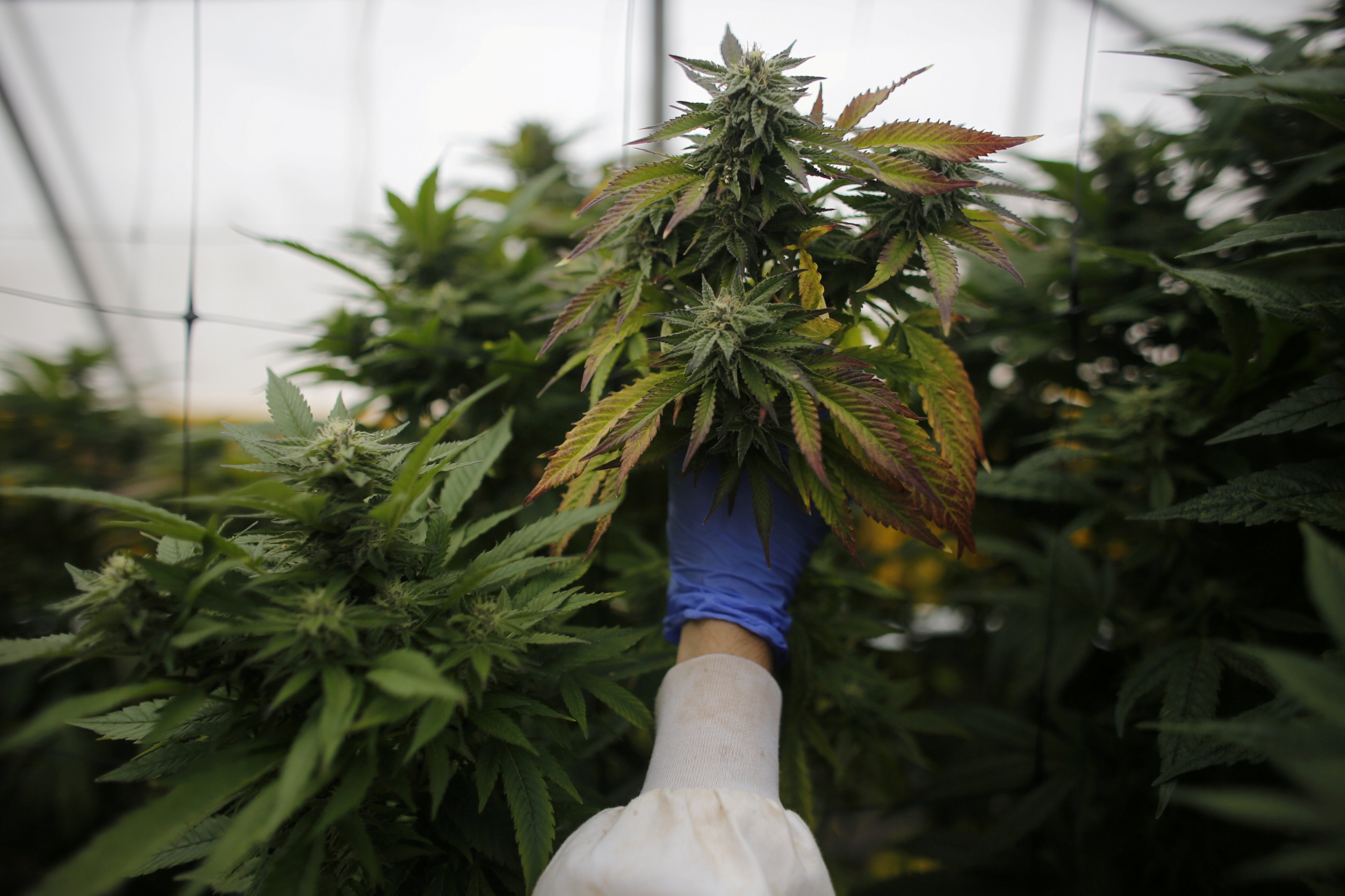 Descubren un potente antibiótico oculto del cannabis, que abre la vía a nuevos fármacos