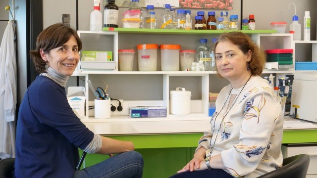 Un kit detecta virus de frutos rojos que provocan gastroenteritis aguda y son resistentes al lavado