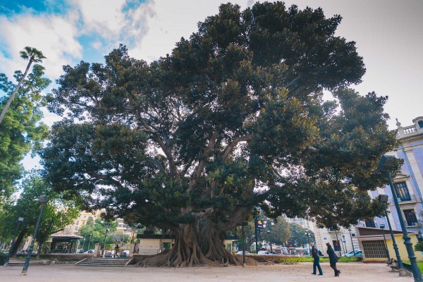 Como palmeras a la espera