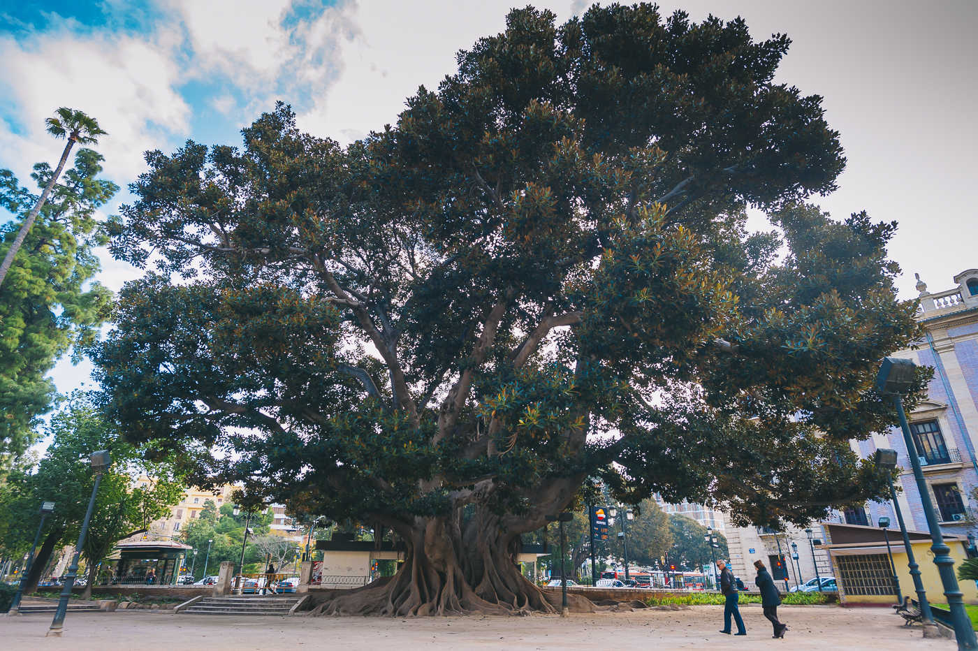 El ficus del Parterre dirá adiós a la gasolinera pero se quedará con su depósito
