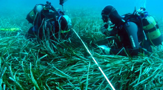 Nanocristales a partir de restos de posidonia: de muestras obtenidas en Calpe hasta el CSIC