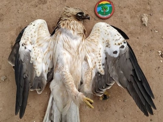 Aparece un águila calzada muerta en el Paisaje Protegido de la Desembocadura del Millars