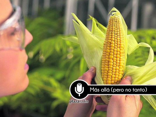 Transgénicos: la apuesta segura por una agricultura sostenible