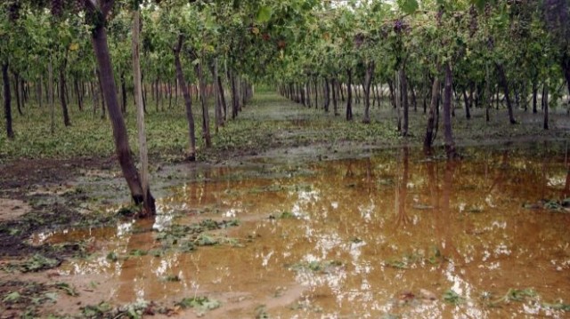Agroseguro paga 12 millones en indemnizaciones por los daños de la gota fría a la uva de mesa en Murcia