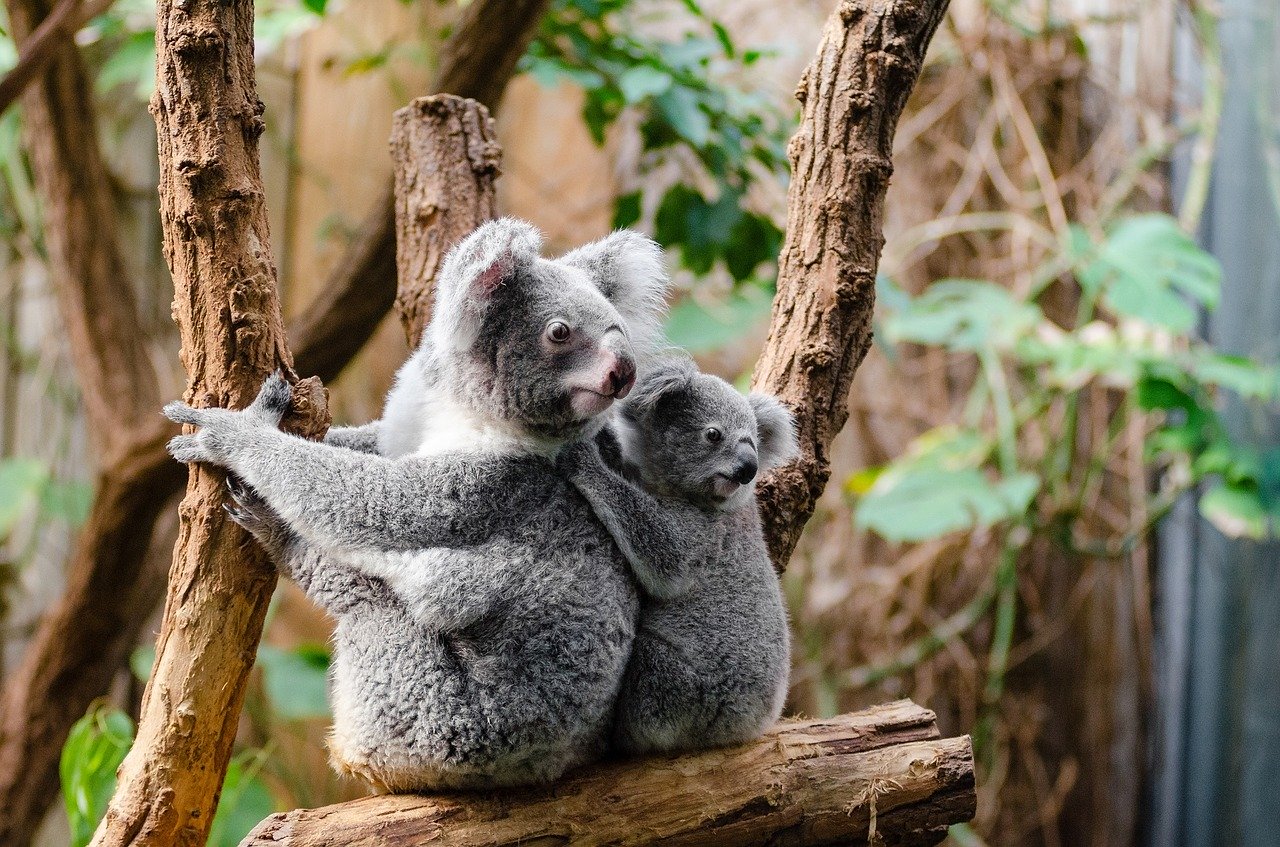 Un 'roadtrip' por Australia  