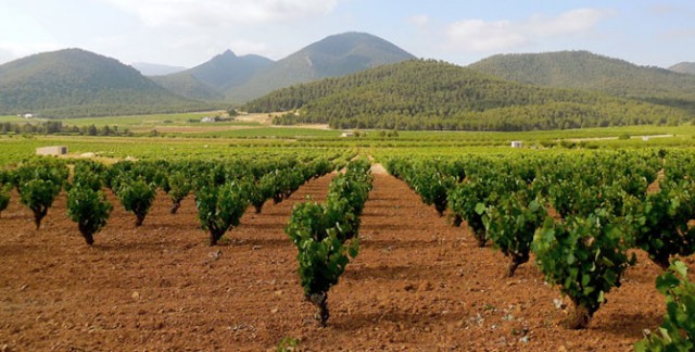 El sector del vino murciano vendió más de 300 millones en 2019
