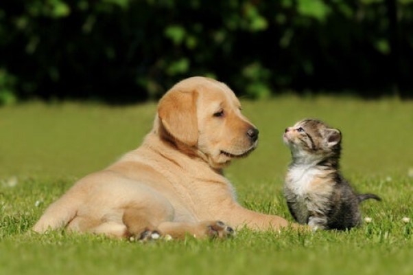 Hefame lanza un plan para promocionar los productos de veterinaria en las farmacias