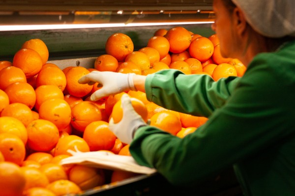 Bruselas prohibirá la llegada de naranja con restos de Clorpirifos a partir de octubre