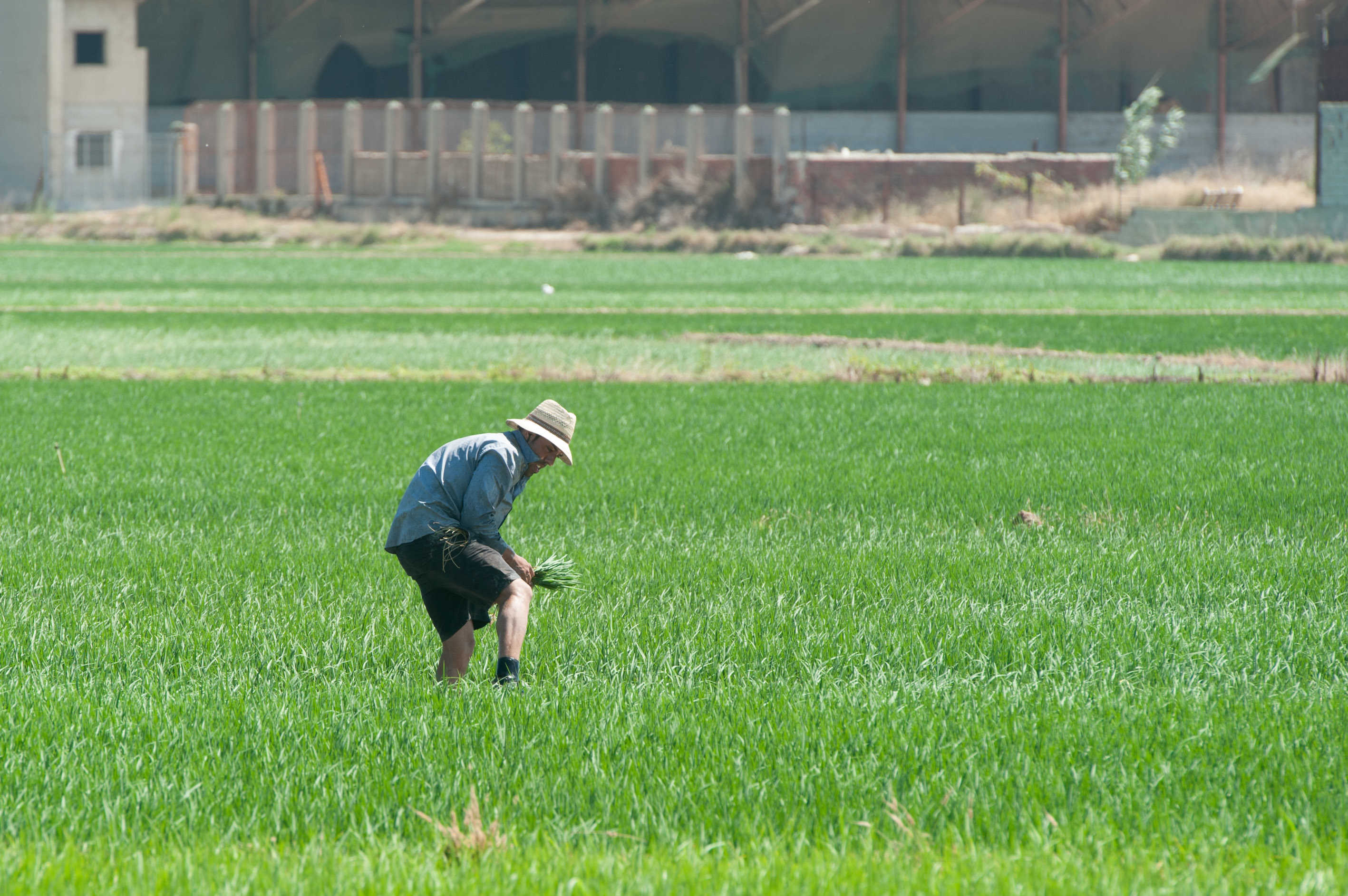 El campo valenciano encabeza el abandono de cultivos y el envejecimiento agrario en España